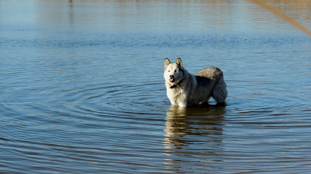 Harvey County East Park | 314 N East Lake Rd, Newton, KS 67114, USA | Phone: (316) 283-5420