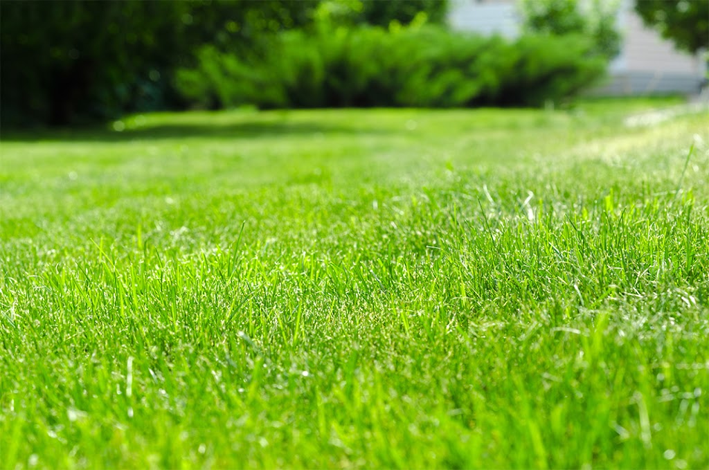Top Turf Lawn Care and Pest Management | 8410 Browns Bridge Rd, Gainesville, GA 30506, USA | Phone: (770) 814-6109