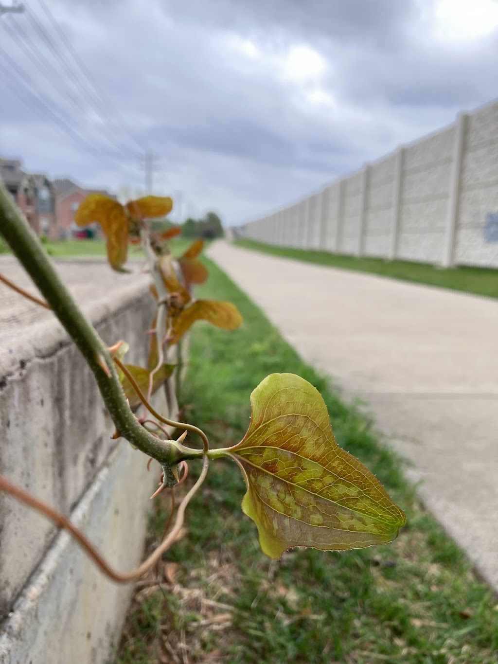 Denton Katy Trail - Hiking & Cycling Greenbelt | Denton Katy Trail, Denton, TX 76210, USA | Phone: (940) 349-7275