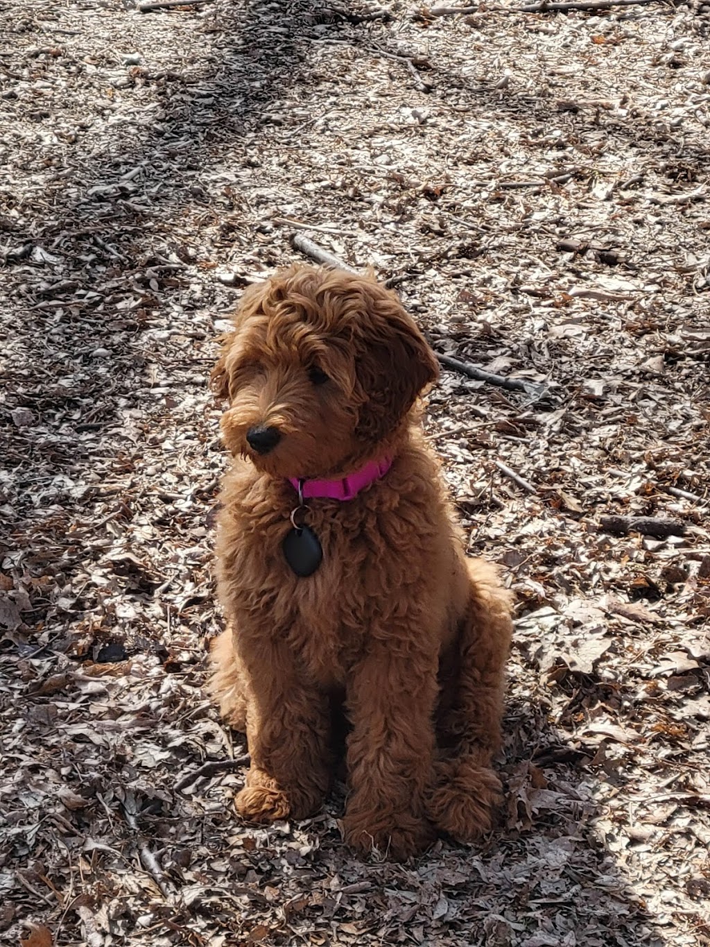 Swanson Dog Park | 9150 Central Ave NE, Blaine, MN 55434, USA | Phone: (763) 785-6164