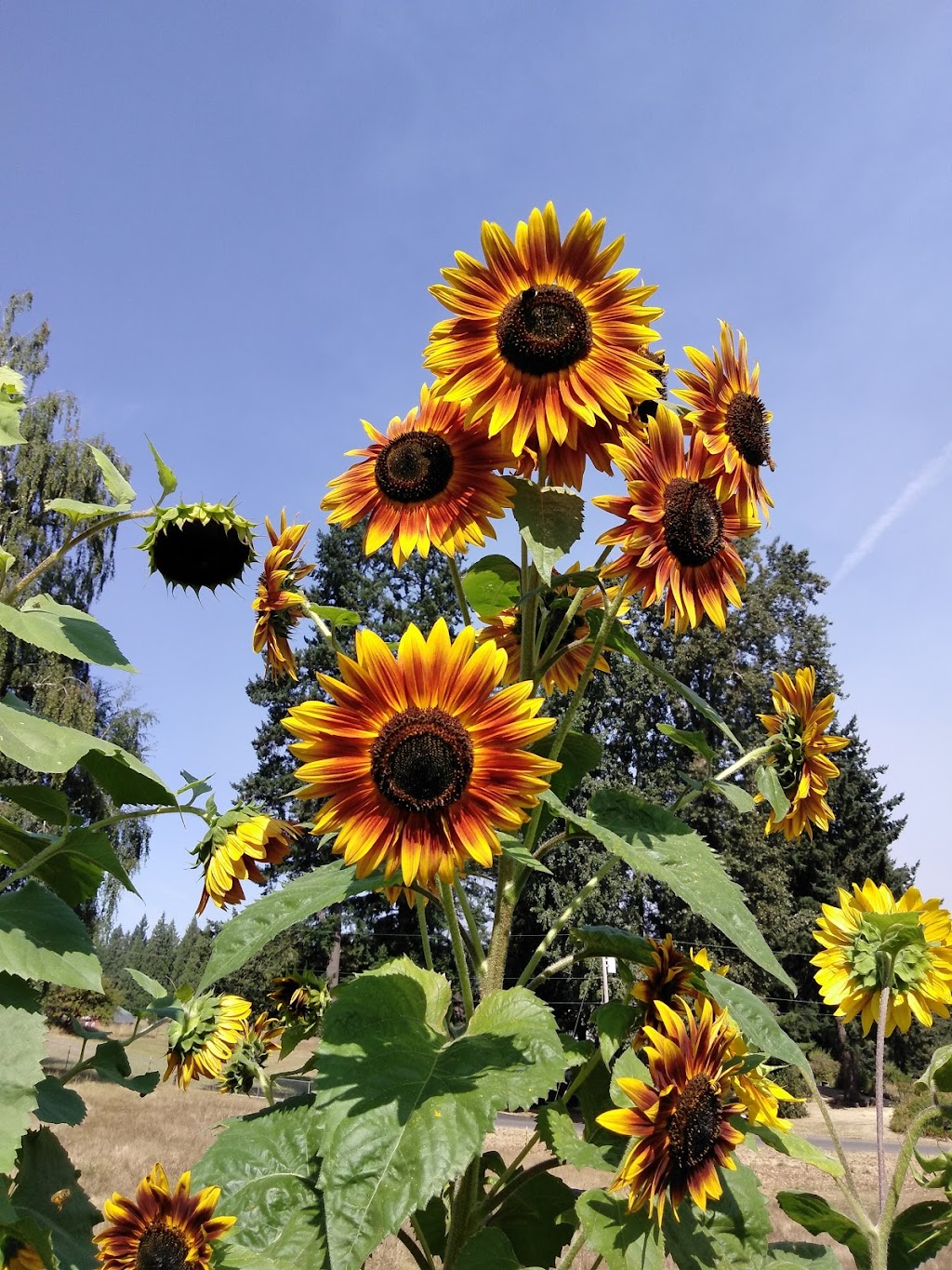 Barberton Blooms | 6401 NE 144th St, Vancouver, WA 98686, USA | Phone: (360) 953-0802 Barberton Blooms | 6401 NE 144th St, Vancouver, WA 98686, USA | Phone: (360) 953-0802