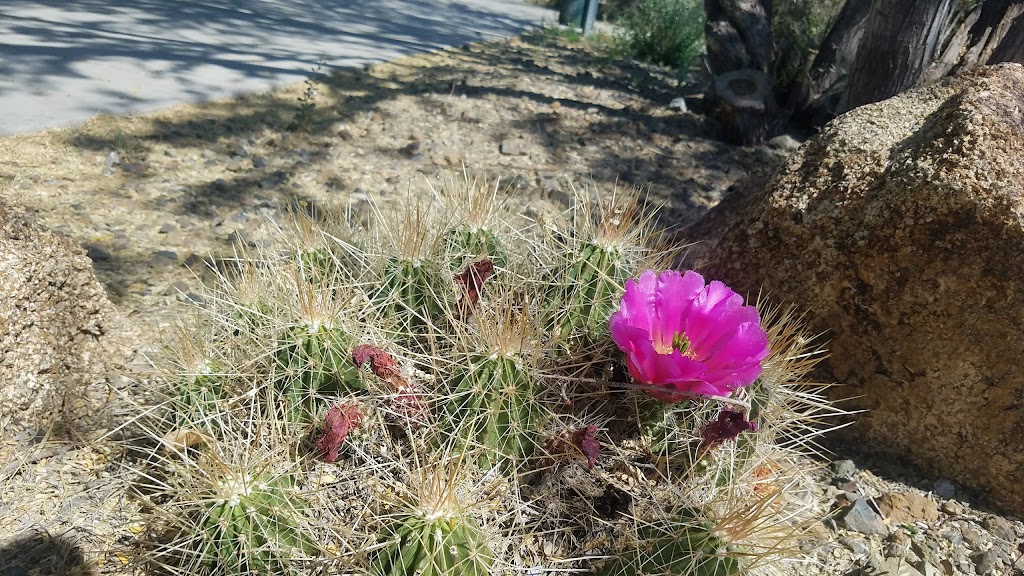 Sonoran Mountain Ranch Park | 7098 W Miner Trail, Peoria, AZ 85383, USA | Phone: (623) 773-7137