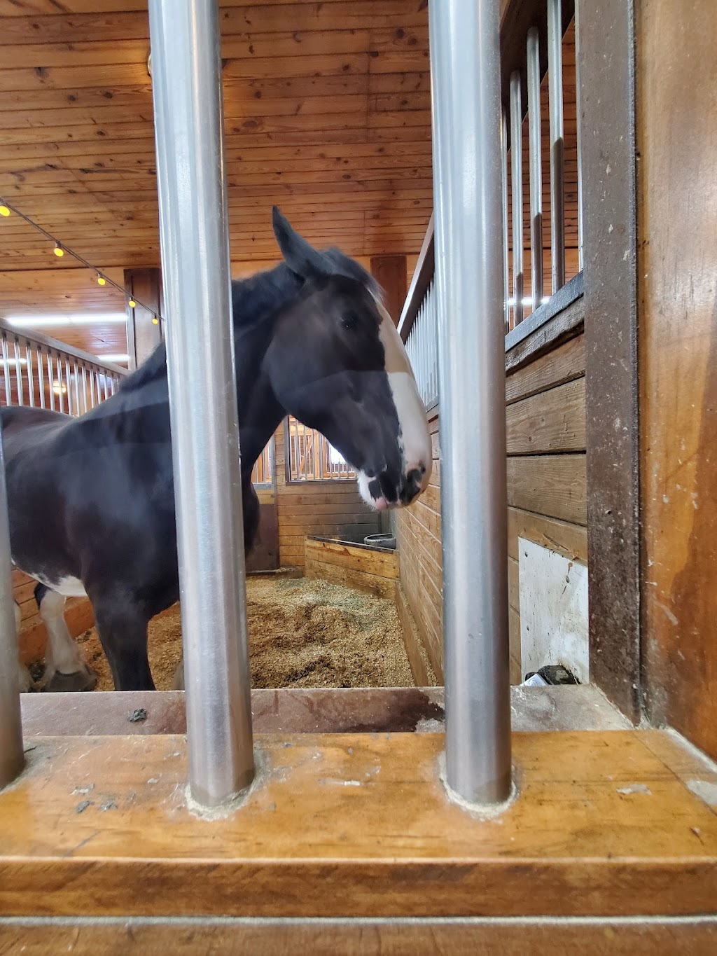 Express Clydesdales Barn | 12701 W Wilshire Blvd, Yukon, OK 73099, USA | Phone: (405) 350-6404