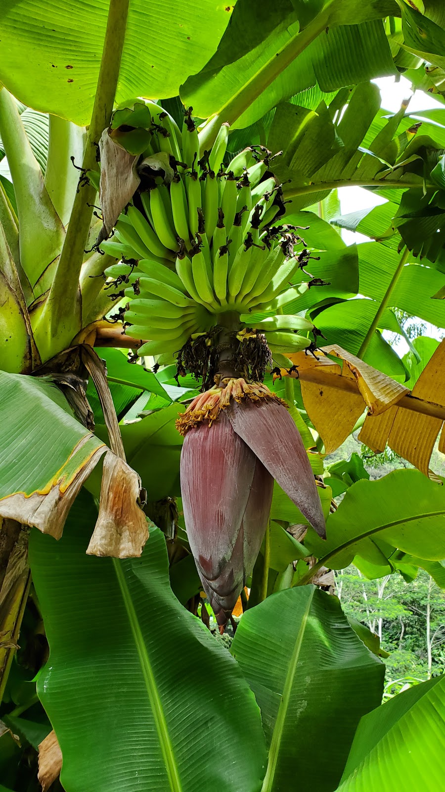 Waimea Botanical Garden | 59-864 Kamehameha Hwy, Haleiwa, HI 96712, USA | Phone: (808) 638-7766 Waimea Botanical Garden | 59-864 Kamehameha Hwy, Haleiwa, HI 96712, USA | Phone: (808) 638-7766