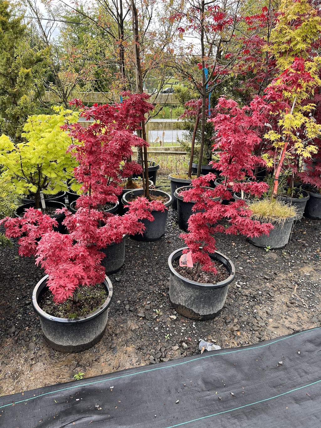 All Season Plants | 21000 NW 39th Ave, Ridgefield, WA 98642, USA | Phone: (360) 567-4000