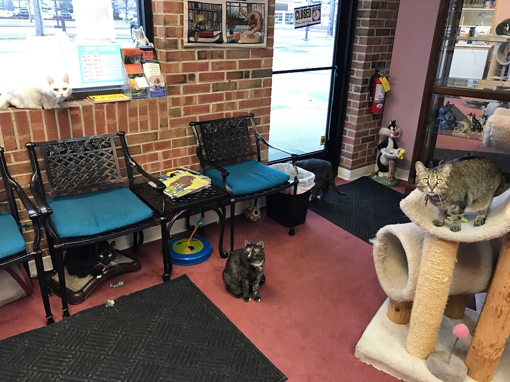 Carousel Cat Clinic | 38437 Grand River Ave, Farmington Hills, MI 48335, USA | Phone: (248) 476-9860