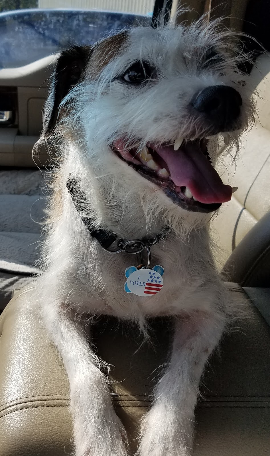 Diamond L Veterinary Services | 1307 W South Commerce St, Wills Point, TX 75169, USA | Phone: (972) 284-9553