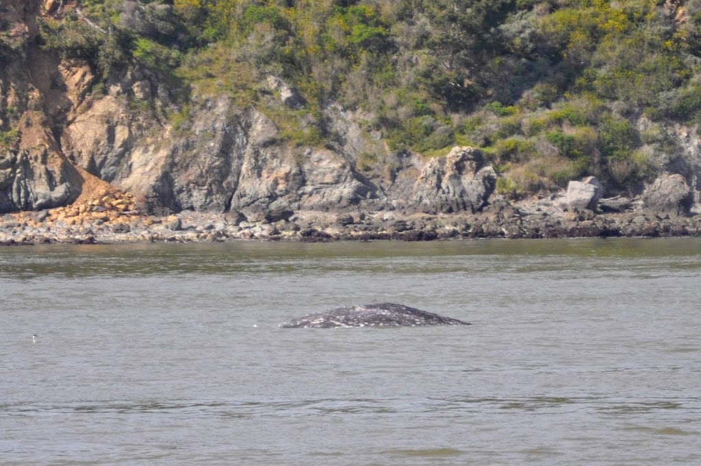 San Francisco Whale Tours | Pier 39, San Francisco, CA 94133, USA | Phone: (415) 706-7364