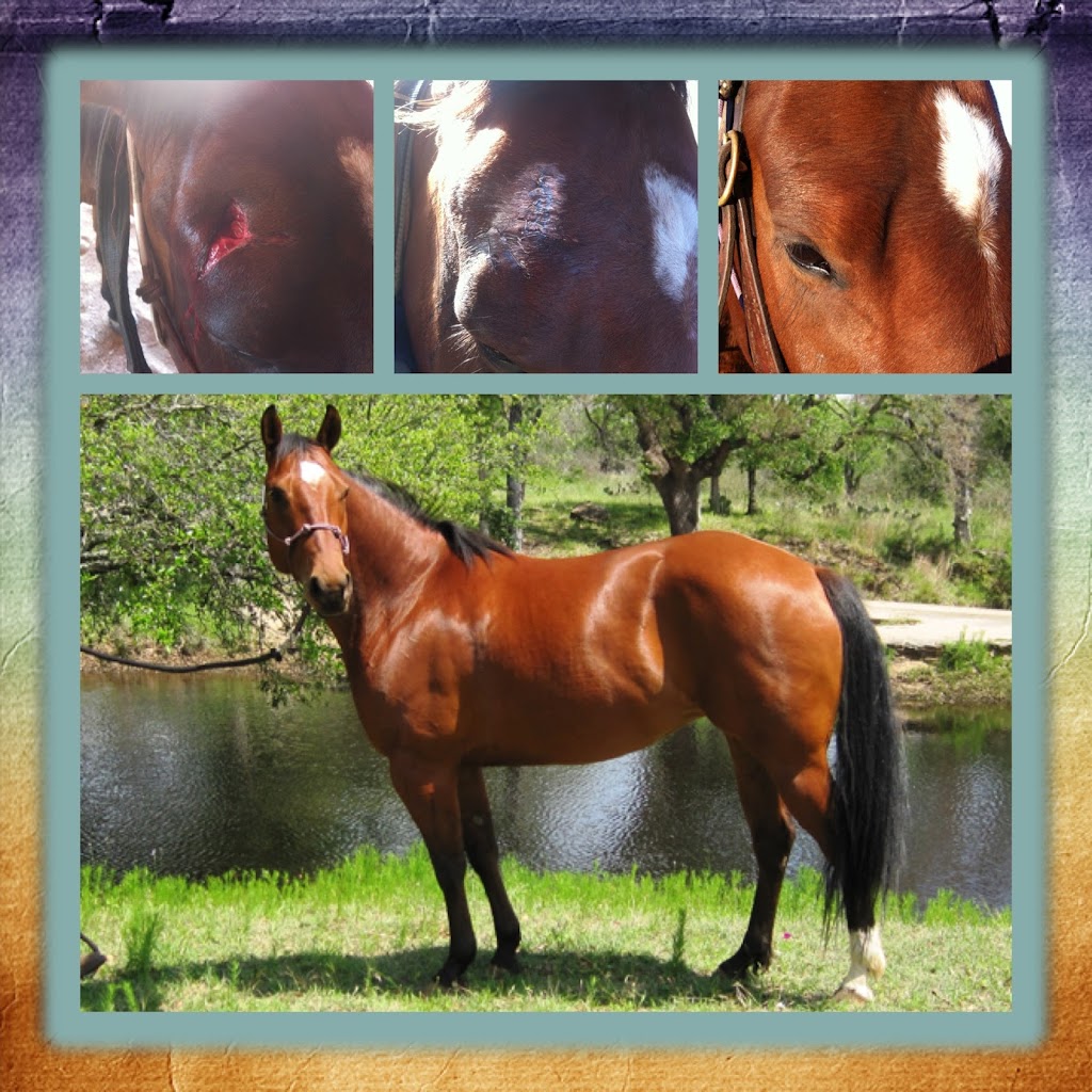 Fry Equine Health Mobile Large Animal Veterinarian | 10930 Ranch Rd 1431, Marble Falls, TX 78654, USA | Phone: (830) 220-4712