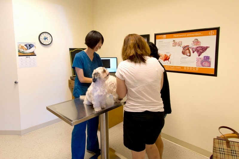 Campbell Animal Hospital | 3170 Campbell Dr, Fairfax, VA 22031, USA | Phone: (703) 746-8693