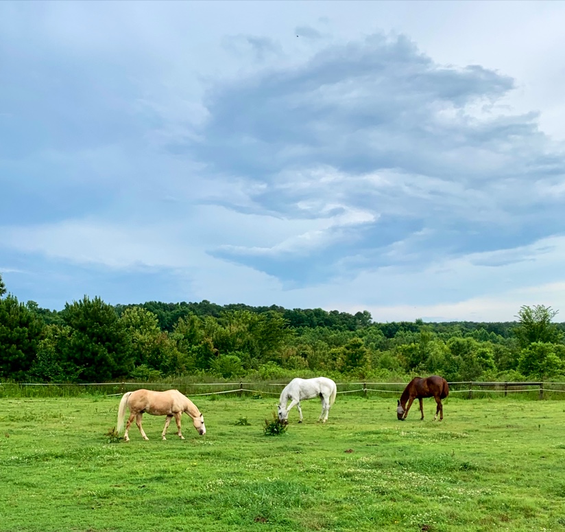 Swift Creek Riding Academy, LLC | 3905 Swift Creek Rd, Smithfield, NC 27577, USA | Phone: (910) 633-9542