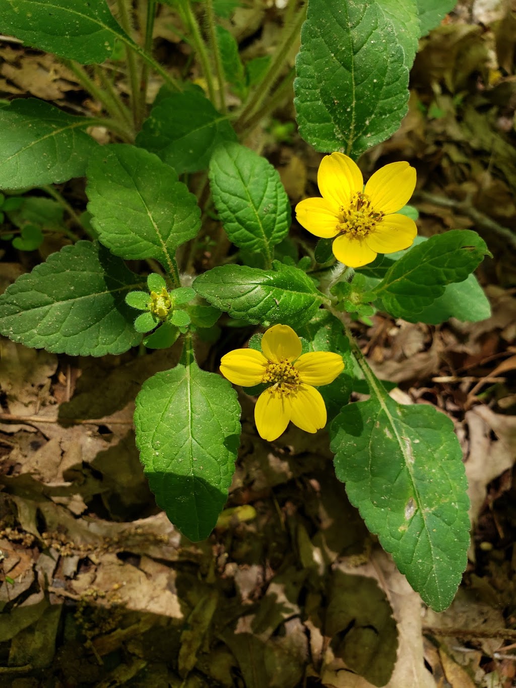 Horton Grove Nature Preserve | Jock Rd, Bahama, NC 27503, USA | Phone: (919) 908-8809