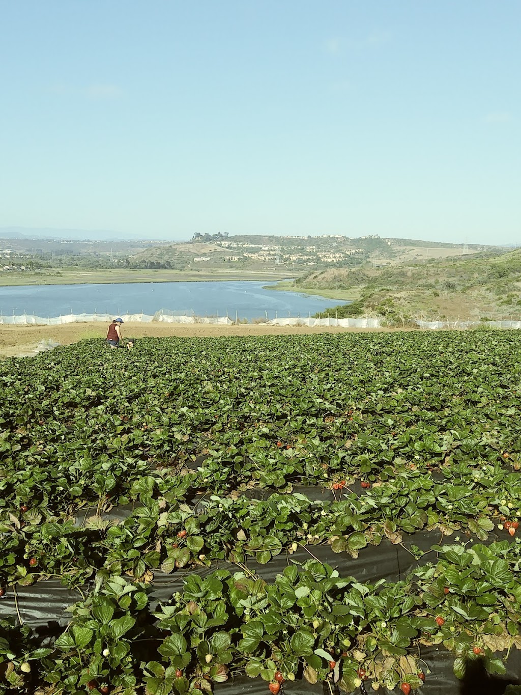 Carlsbad Strawberry Company | 1050 Cannon Rd, Carlsbad, CA 92008, USA | Phone: (760) 603-9608