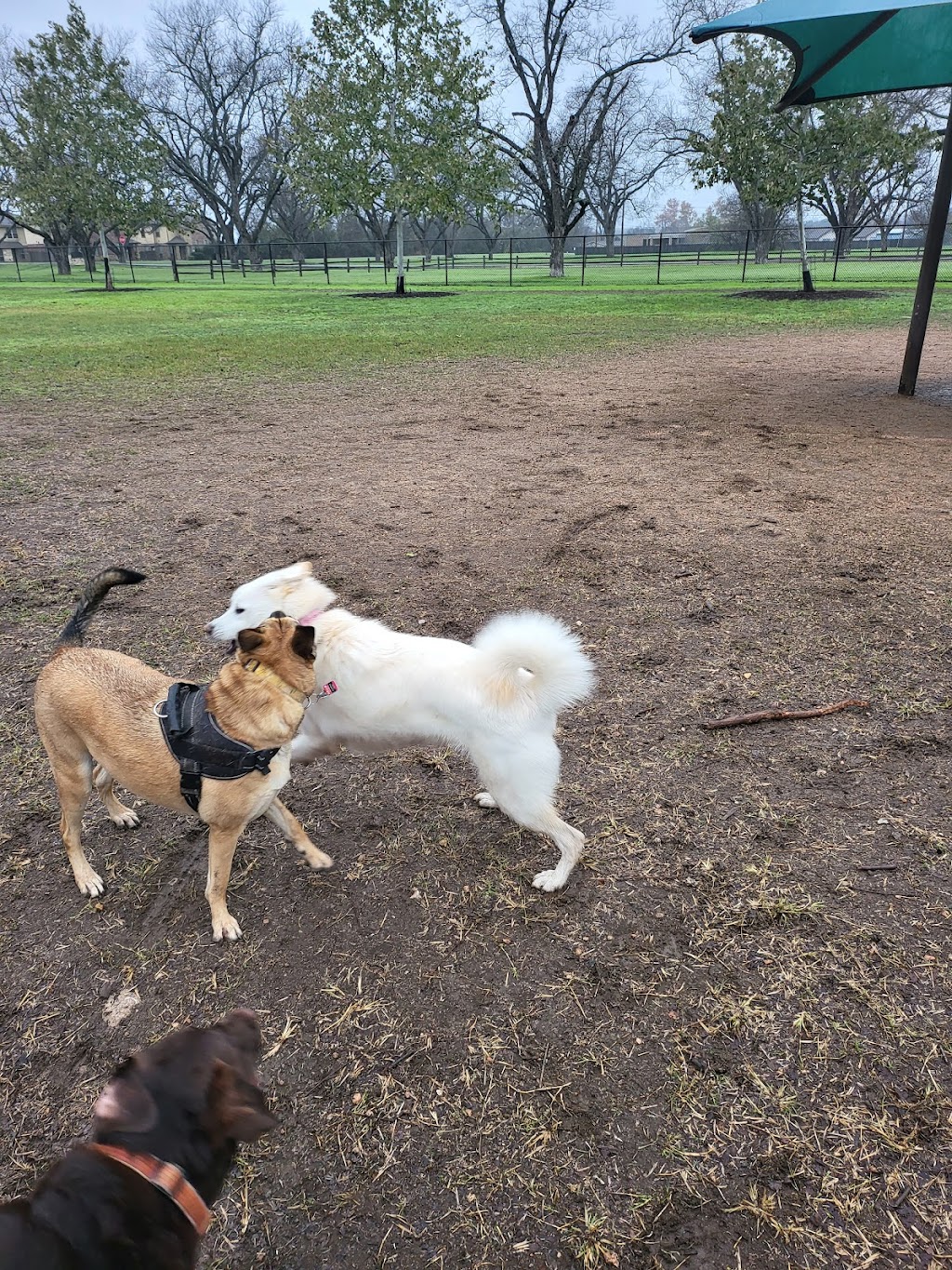 Bark Park | 151 Holly St, Georgetown, TX 78626, USA | Phone: (512) 930-3595