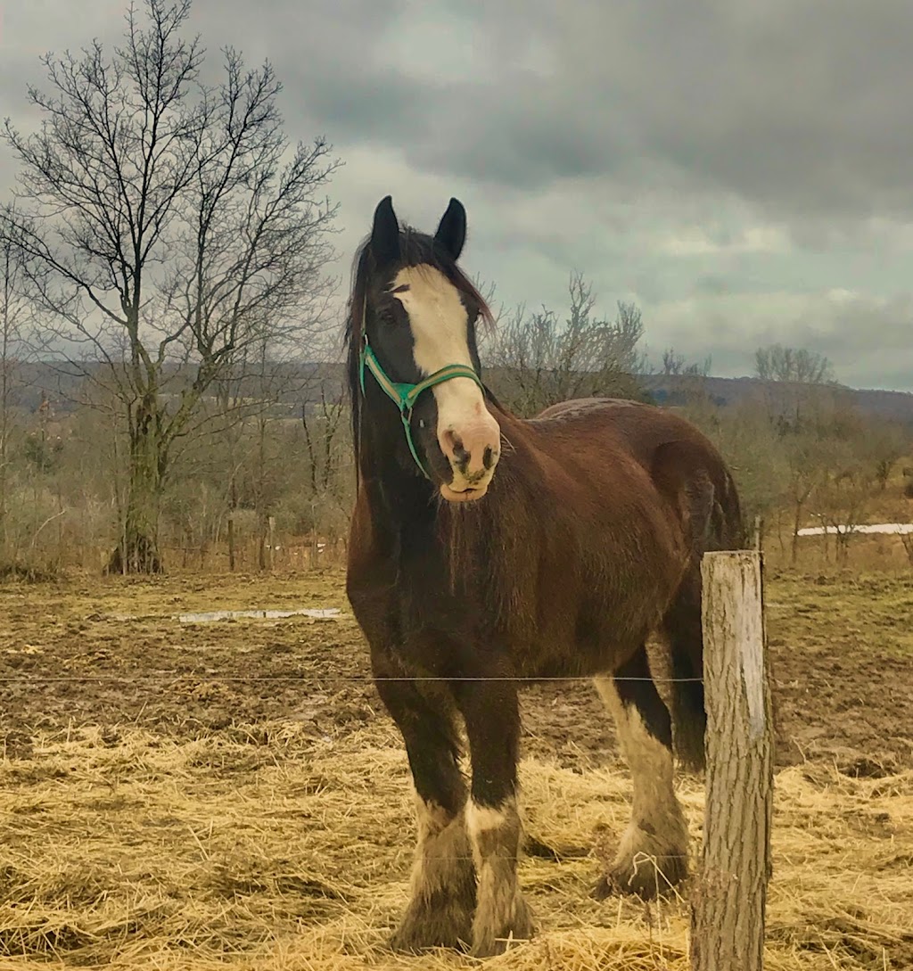 Boyd Family Ranch | 8448 N Otto Rd, Cattaraugus, NY 14719, USA | Phone: (716) 713-1699