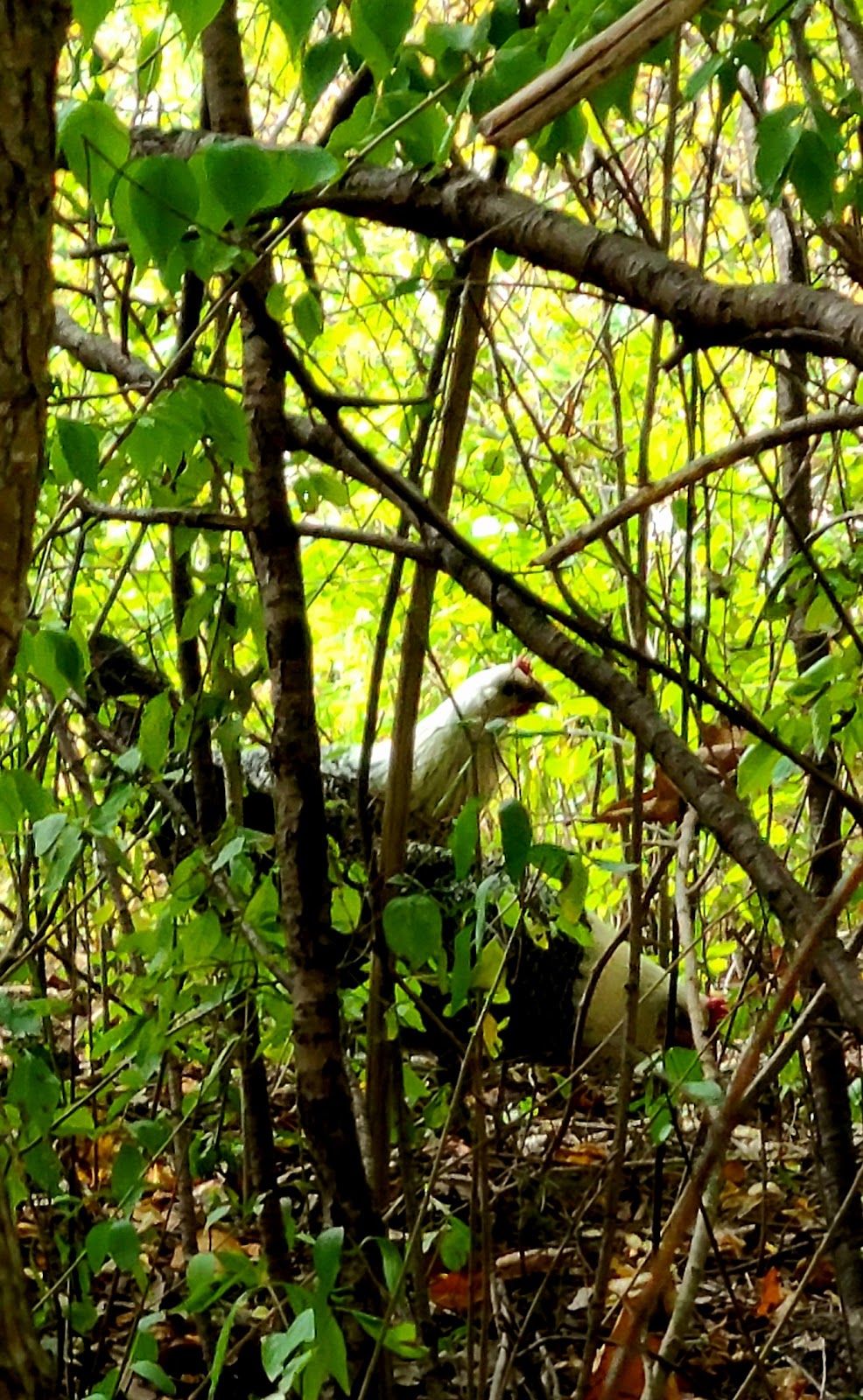 Rouge Park | 21860 Joy Rd, Detroit, MI 48228, USA | Phone: (313) 224-1129