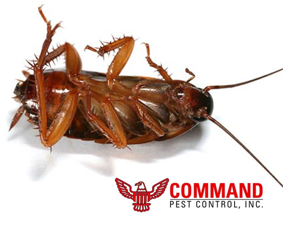 Command Pest Control | 2195 N Andrews Ave #11, Pompano Beach, FL 33069, USA | Phone: (954) 943-0008