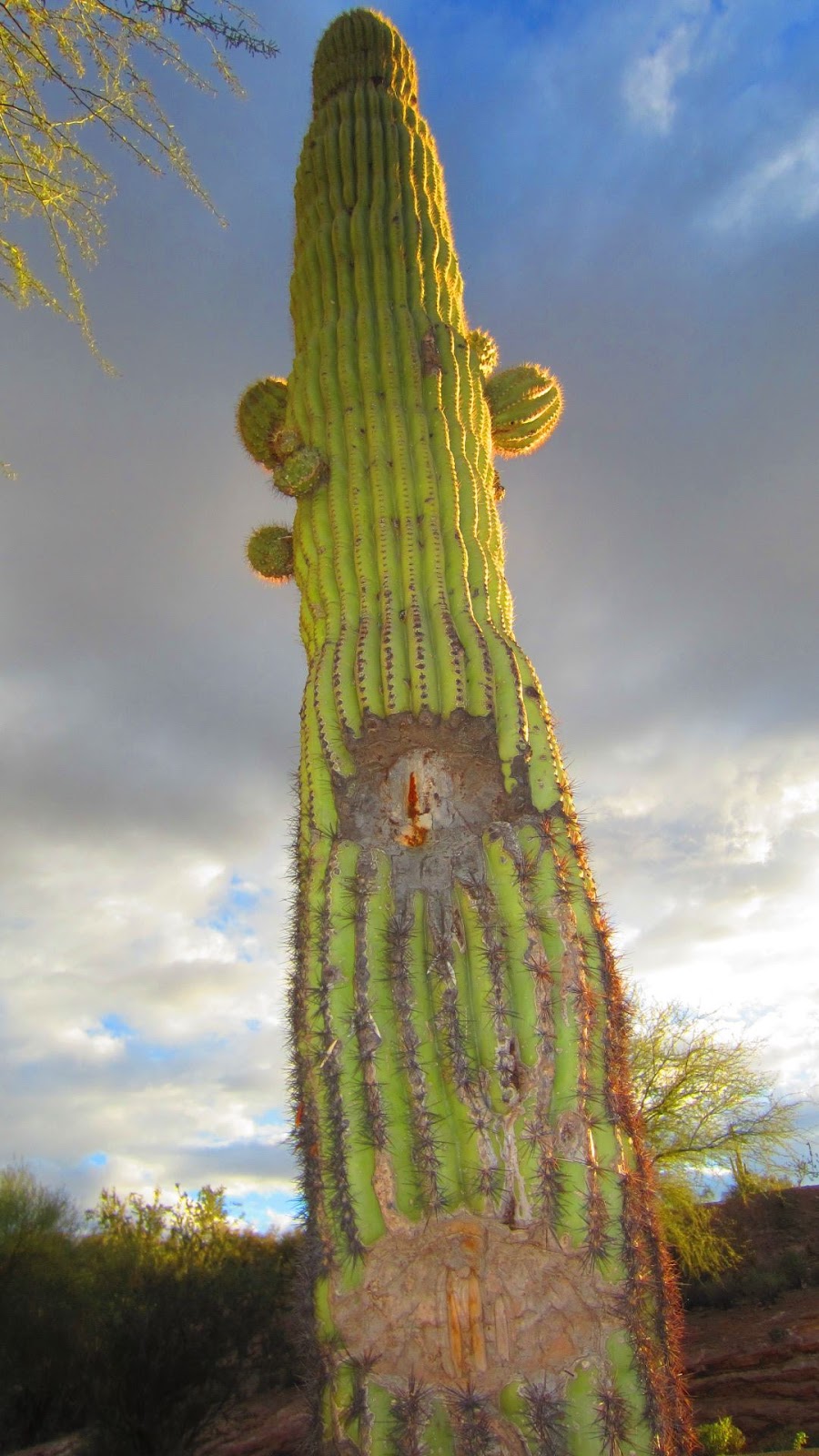 Desert Tortoise Campground | Peoria, AZ 85383 | Phone: (928) 501-1710