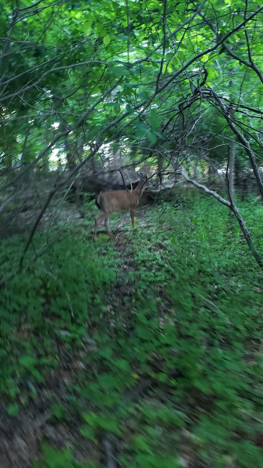 Harding Bird Sanctuary | 536 Harding Rd, Fair Haven, NJ 07704 | Phone: (732) 747-0241