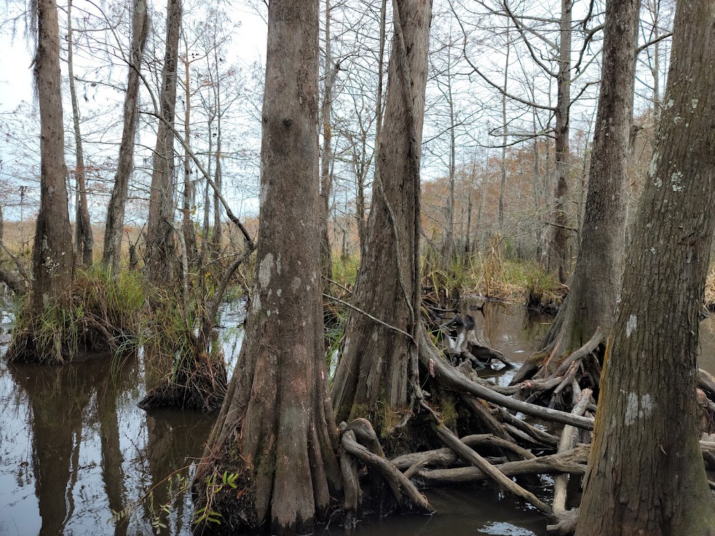 Honey Island Swamp Tours | 41490 Crawford Landing Rd, Slidell, LA 70461, USA | Phone: (985) 641-1769