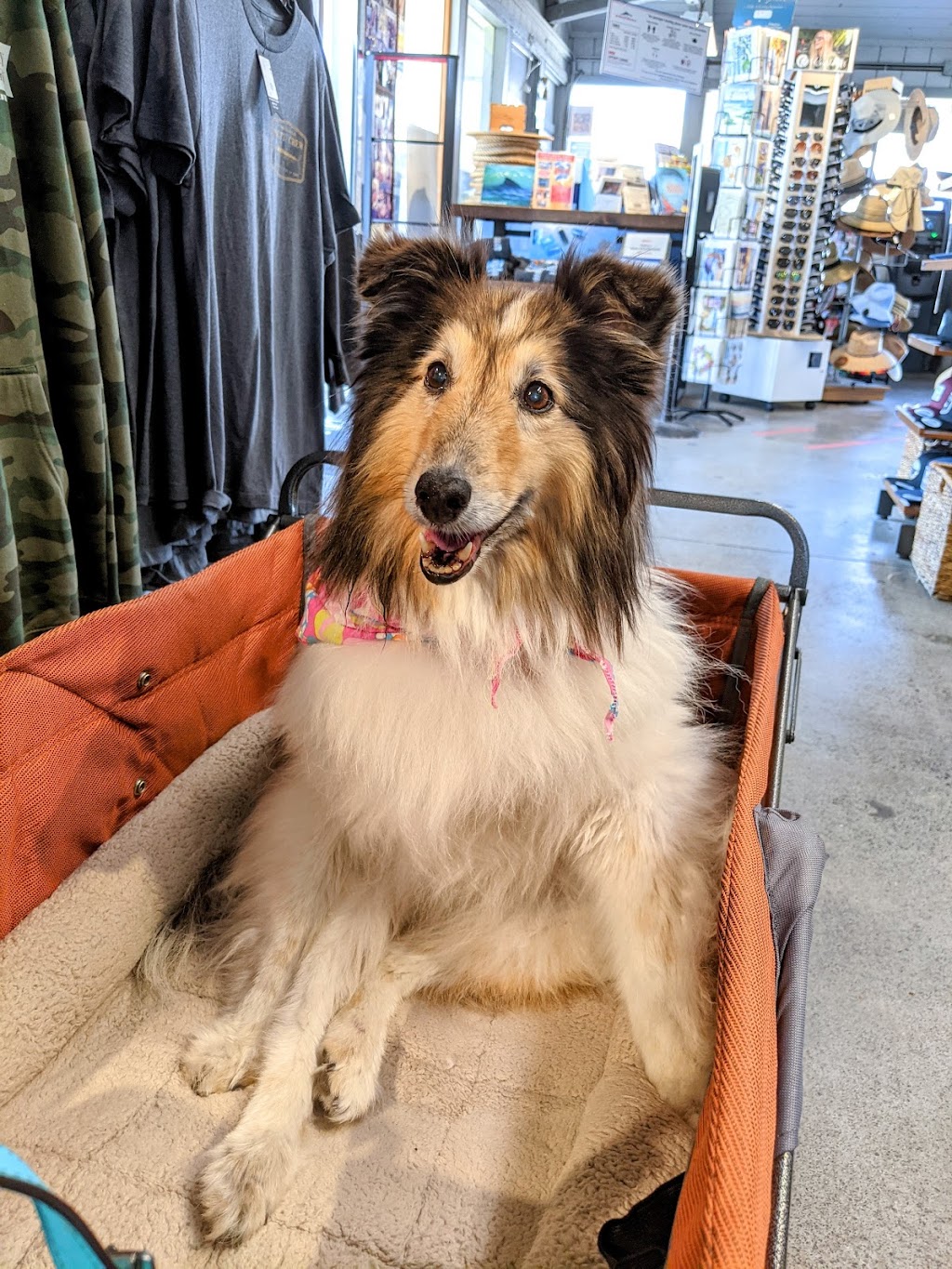 Citrus Veterinary Clinic | 2317 Foothill Blvd, La Verne, CA 91750, USA | Phone: (909) 596-1881