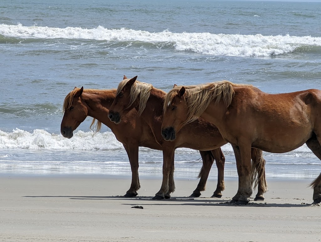 Currituck Banks Reserve | Corolla, NC 27927, USA | Phone: (252) 261-8891