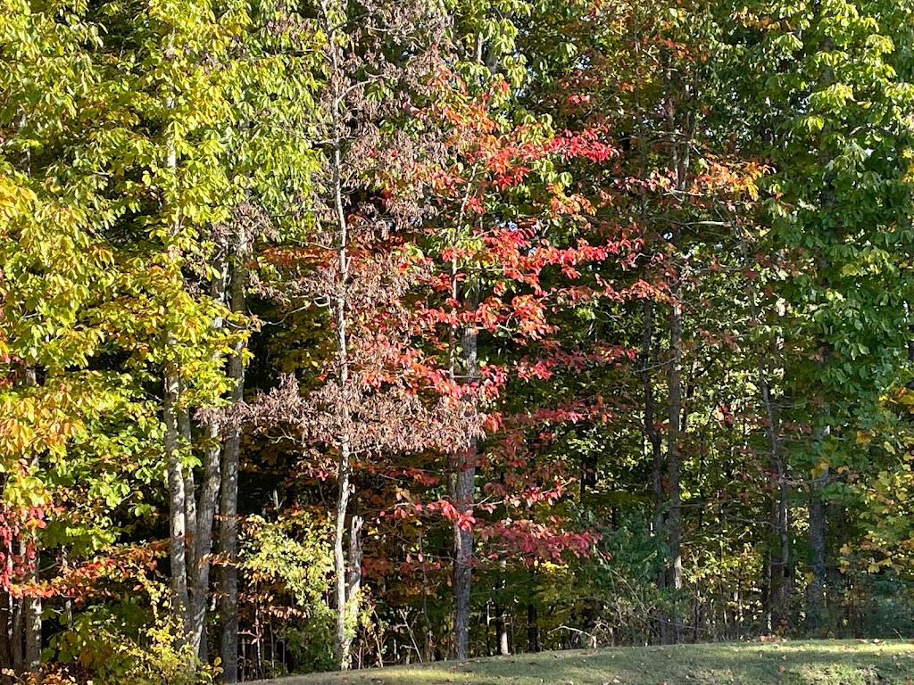 Timberland Park | Mile Marker, 437.2 Natchez Trace Pkwy, Franklin, TN 37064, USA | Phone: (615) 232-4154