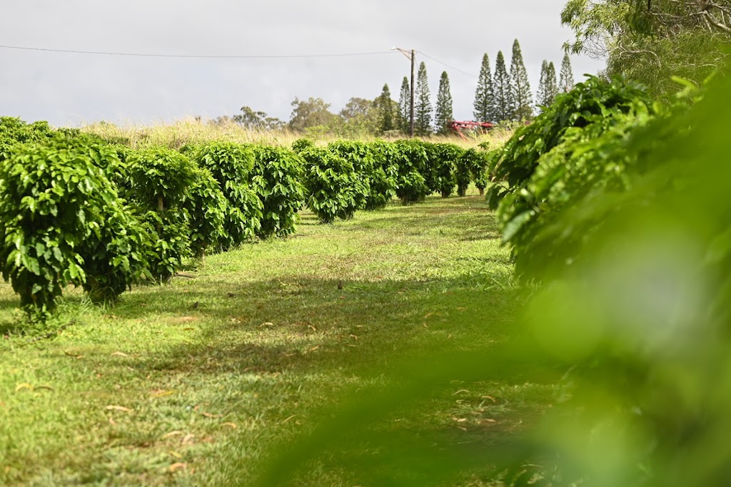 Green World Coffee Farm | 71-101 Kamehameha Hwy, Wahiawa, HI 96786, USA | Phone: (808) 622-2326