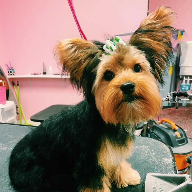 Woof Gang Bakery & Grooming Chester | 270 US-206 South, Chester, NJ 07930, USA | Phone: (908) 888-2683