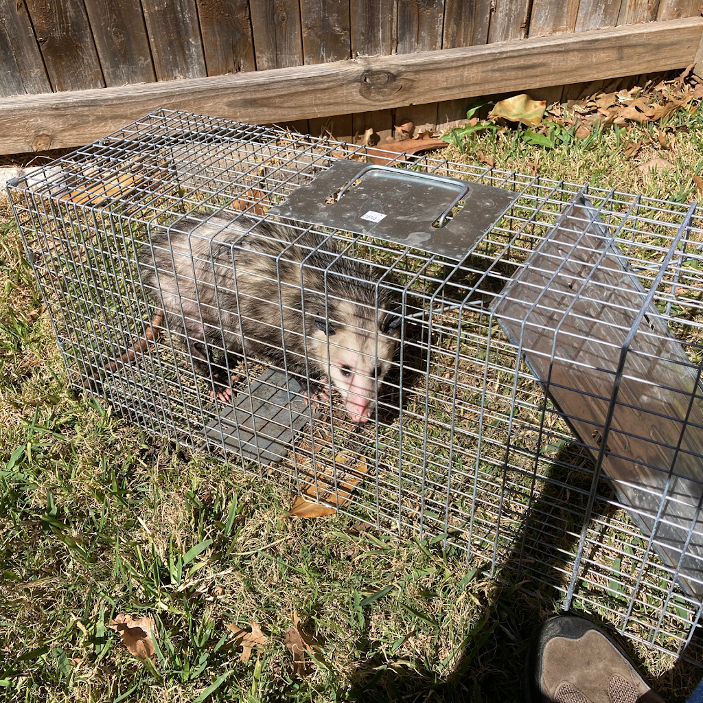 Dallas Fort Worth Wildlife Control | 405 Airport Fwy Suite 1, Bedford, TX 76021, USA | Phone: (817) 606-7607