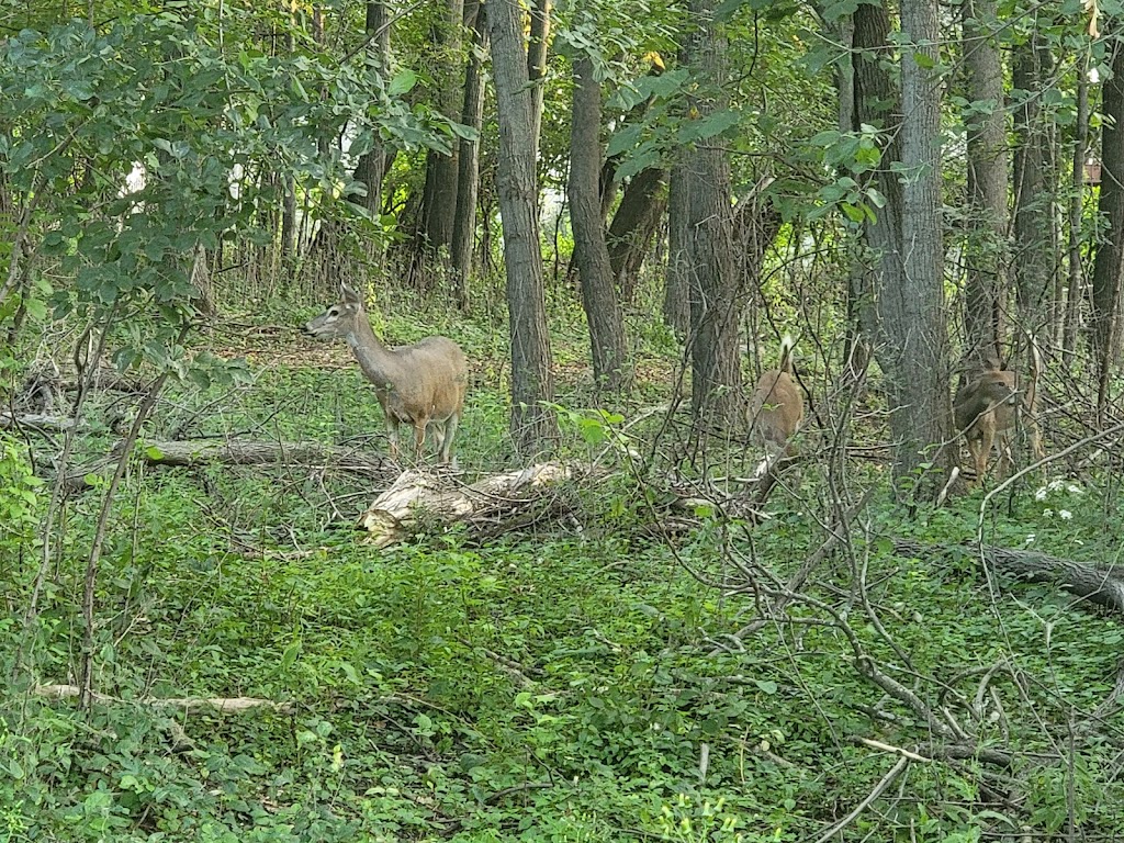 Westwood Hills Nature Center | 8300 W Franklin Ave, St Louis Park, MN 55426, USA | Phone: (952) 924-2544