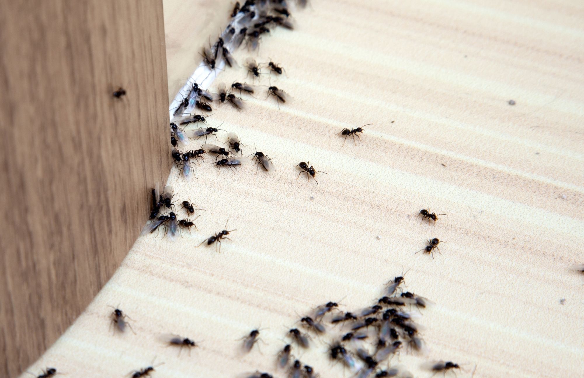 Pest Control Experts of Flickertail | 622 N 5th St, Bismarck, ND 58501, United States | Phone: (701) 658-6436
