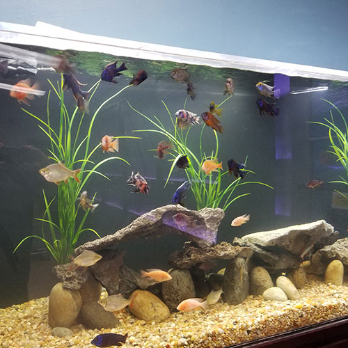 Fish Store | Fish Tanks | Freshwater & Saltwater Fish | 5708 Commerce Blvd, Rohnert Park, CA 94928, United States | Phone: (707) 536-9254