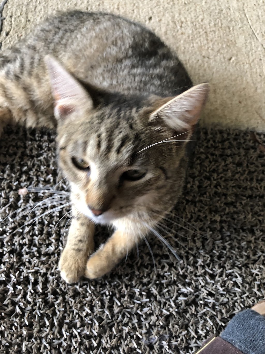 Alabama Animal Adoption Society | 2808 Crescent Ave, Birmingham, AL 35209, USA | Phone: (205) 871-6351