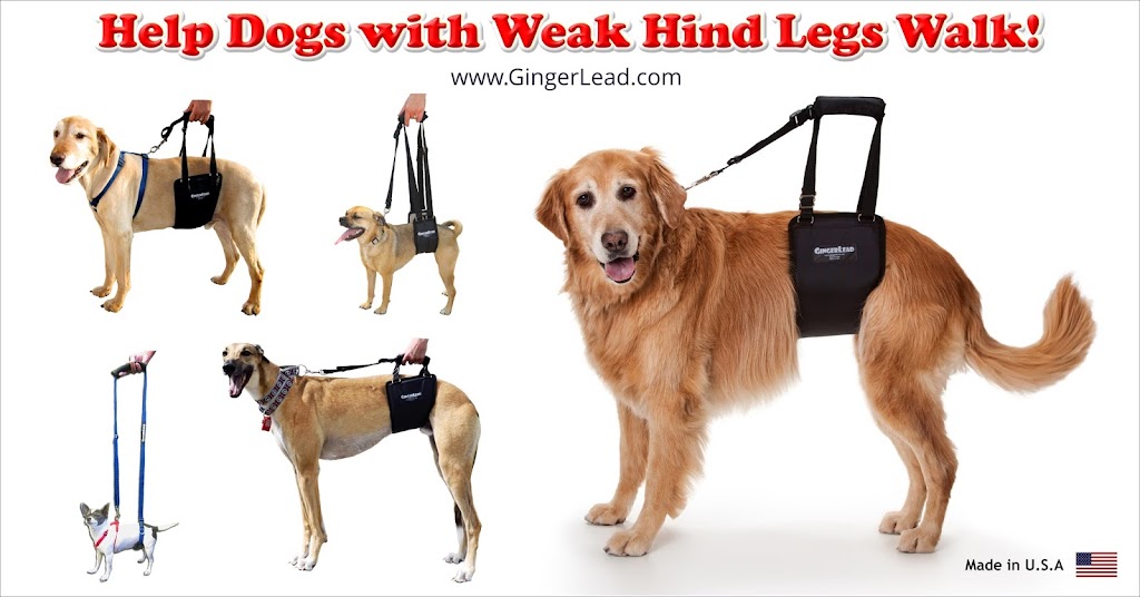 GingerLead Dog Support Sling Harnesses | 2255 Sheridan Blvd, Unit C, #178, Edgewater, CO 80214 | Phone: (303) 482-2074