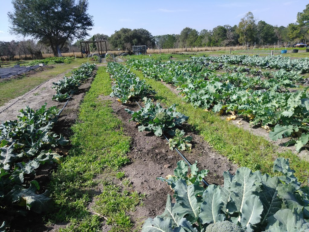 Auro Community Garden | 4095 Broad St, Brooksville, FL 34604, USA | Phone: (352) 238-9091