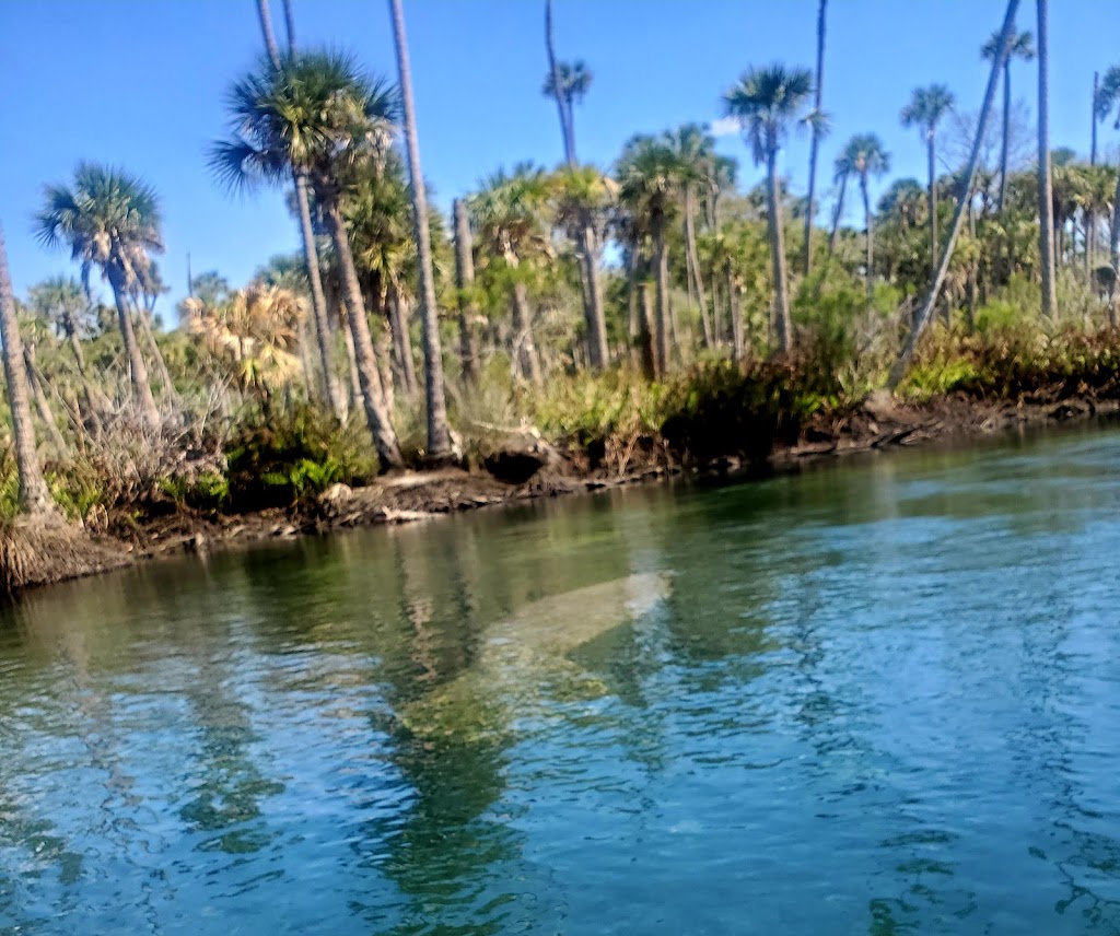 Coconut Kayak Tours | 715 Gulf Blvd, Indian Rocks Beach, FL 33785, USA | Phone: (727) 238-1960