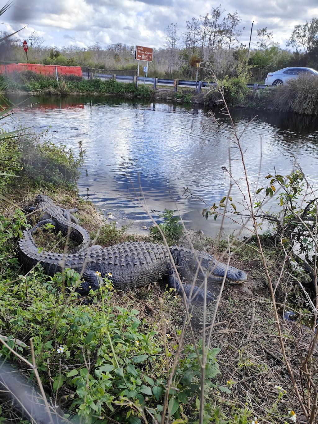 Big Cypress National Preserve | 33100 Tamiami Trail E, Ochopee, FL 34141, USA | Phone: (239) 695-2000