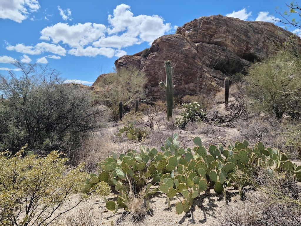 Javelina Rocks | Cactus Forest Dr, Tucson, AZ 85748, USA | Phone: (520) 733-5153