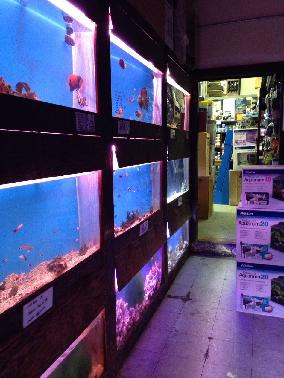 Lucky Ocean Aquarium | 109 Balboa St, San Francisco, CA 94118, USA | Phone: (415) 668-3676