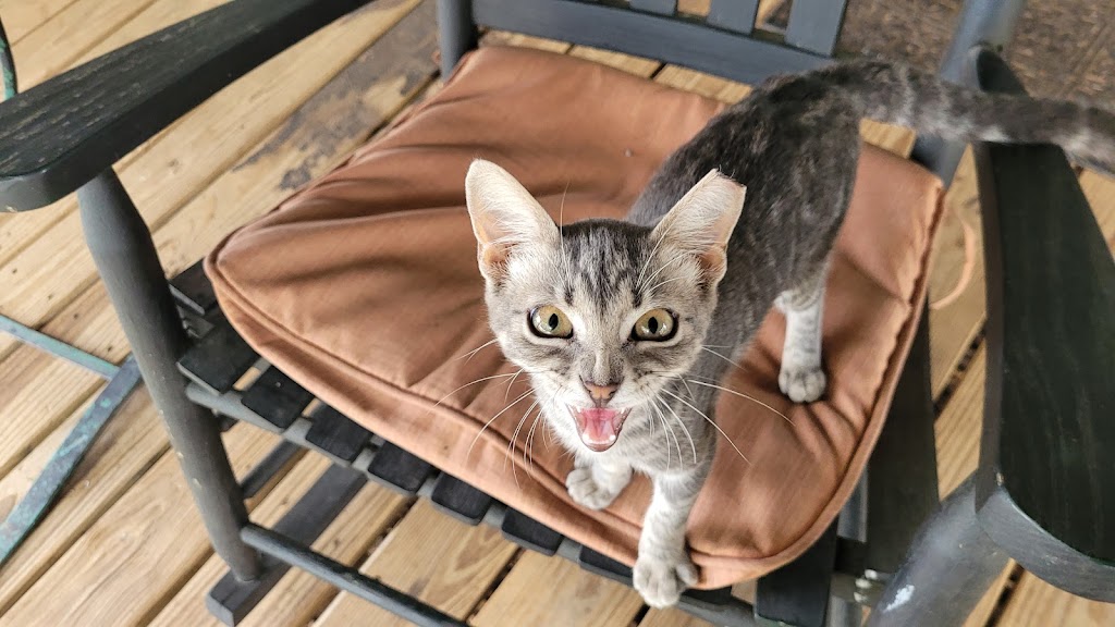 Credence Veterinary Clinic PLLC | 2389 US-59, Beeville, TX 78102, USA | Phone: (361) 358-1711