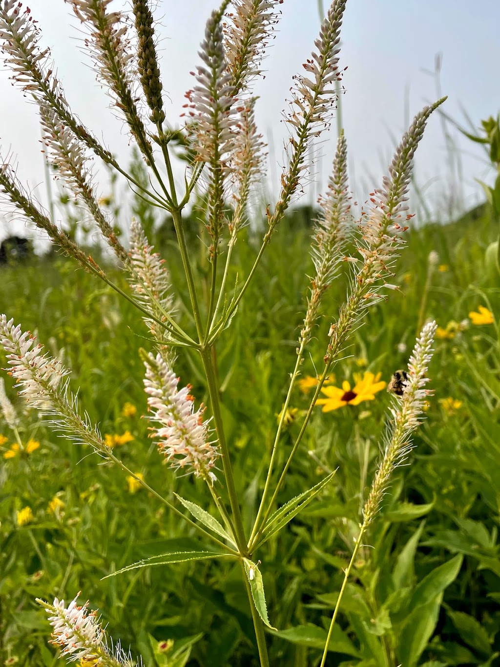 Prairie Ridge Conservation Park | 2406 Berkley Dr, Madison, WI 53719, USA | Phone: (608) 266-4711