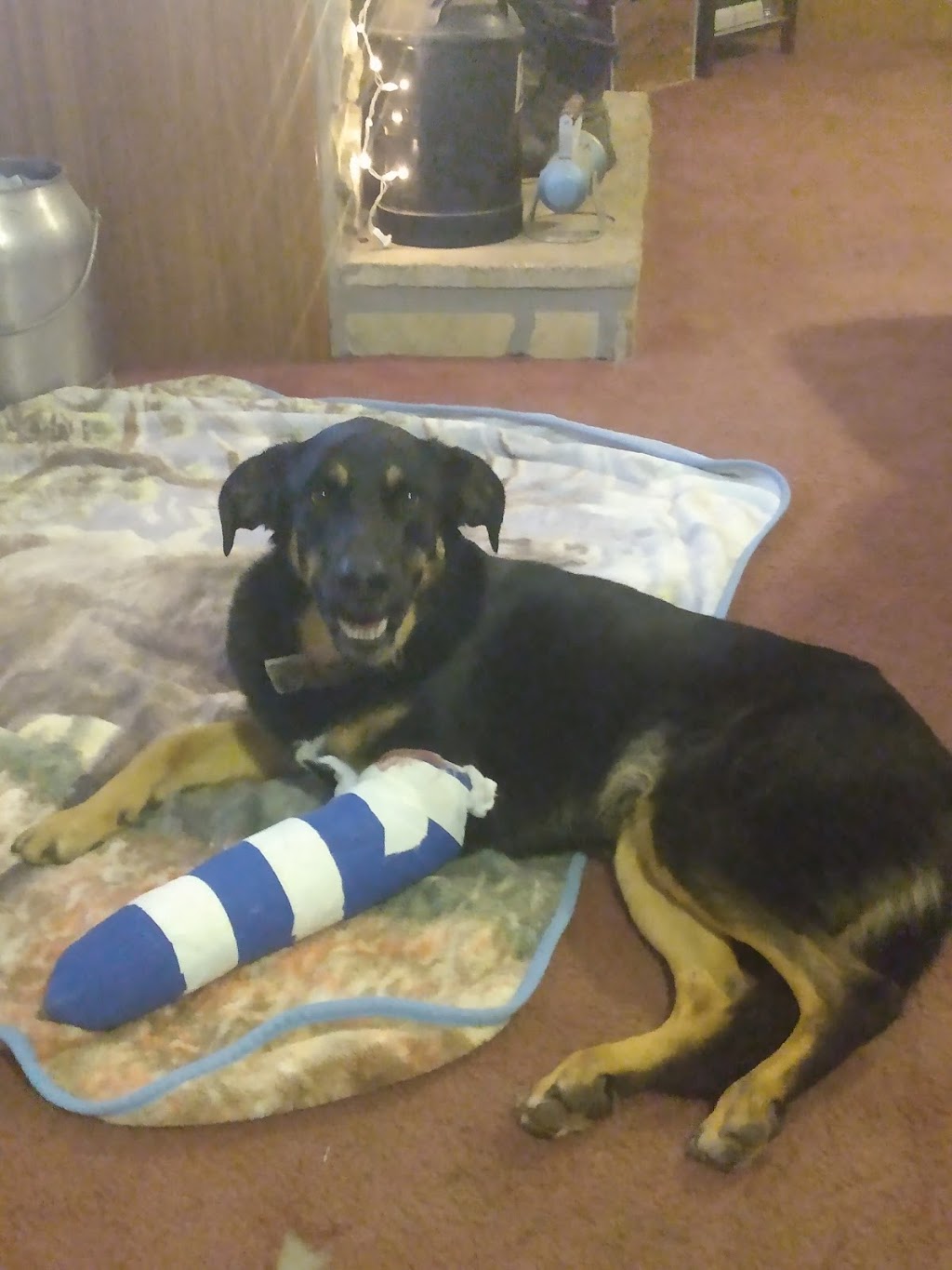 Sparta Animal Clinic | 1031 South Street Louis Street, Sparta, IL 62286, USA | Phone: (618) 443-2011