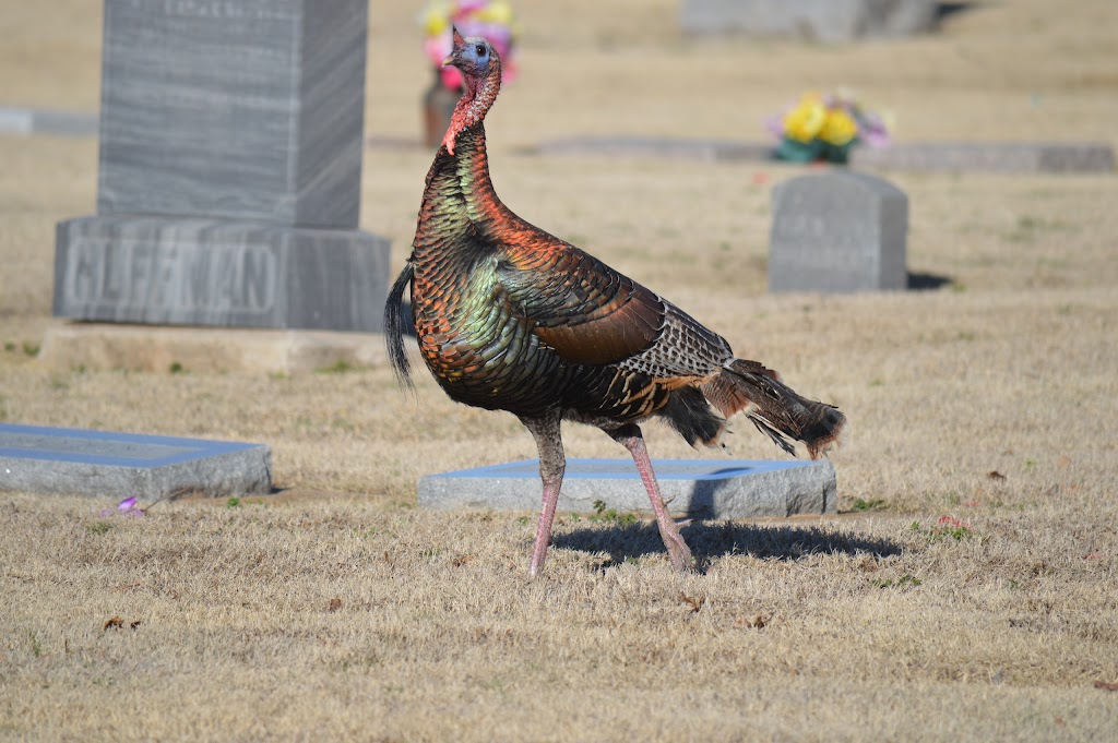 IOOF Cemetery | 1913 N Porter Ave, Norman, OK 73071 | Phone: (405) 321-0623