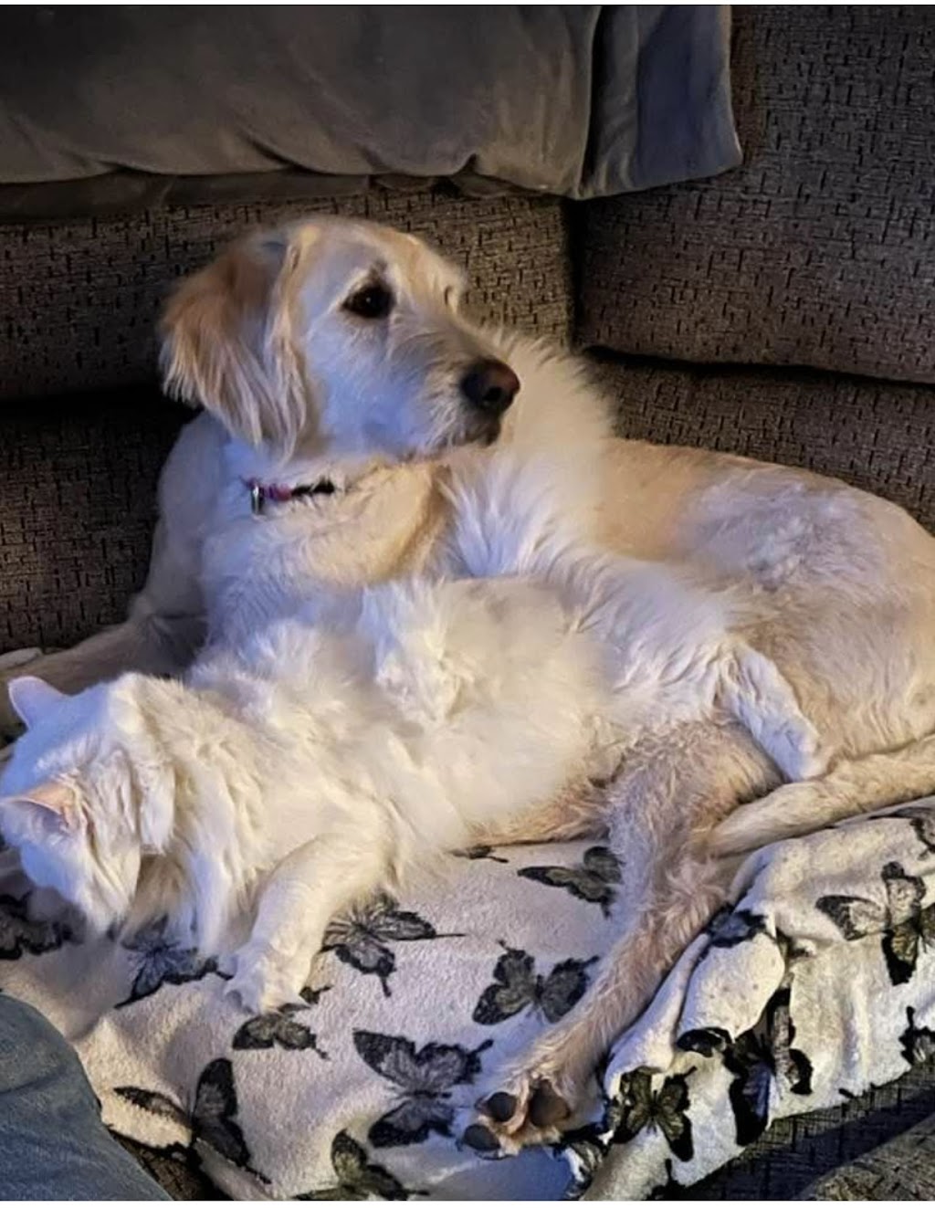 Forestville Animal Hospital | 27 Main St, Forestville, NY 14062, USA | Phone: (716) 965-1021