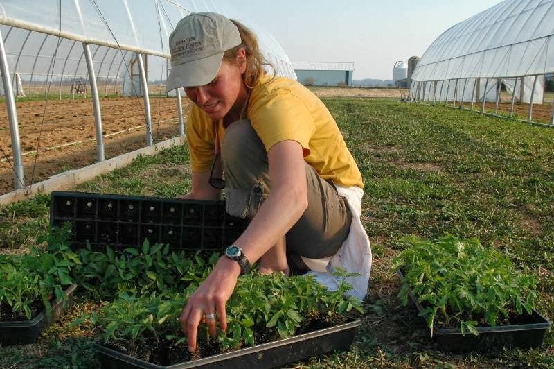 Tomato Mountain Farm | 5681 W Howard St, Niles, IL 60714, USA | Phone: (312) 768-8208