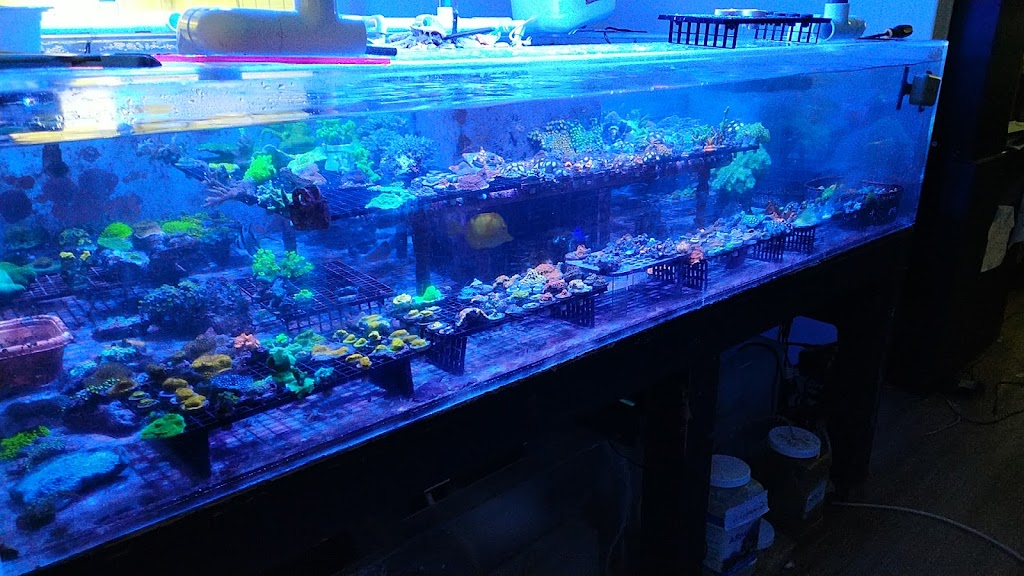 Drysdale Aquarium Inc | 2260 Knight Rd, Land O Lakes, FL 34639, USA | Phone: (813) 909-0060