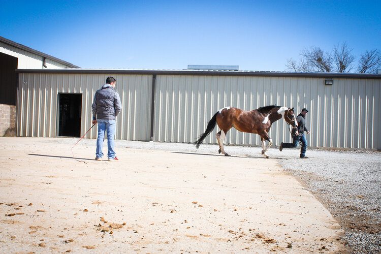 Outlaw Equine Hospital and Rehab Center | 2124 Co Rd 4127, Decatur, TX 76234 | Phone: (940) 626-8387