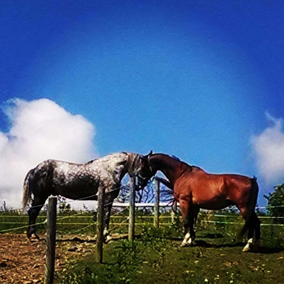 Breezy Hill Stables | 47 County Rte 1, Westerlo, NY 12193, USA | Phone: (518) 424-3047