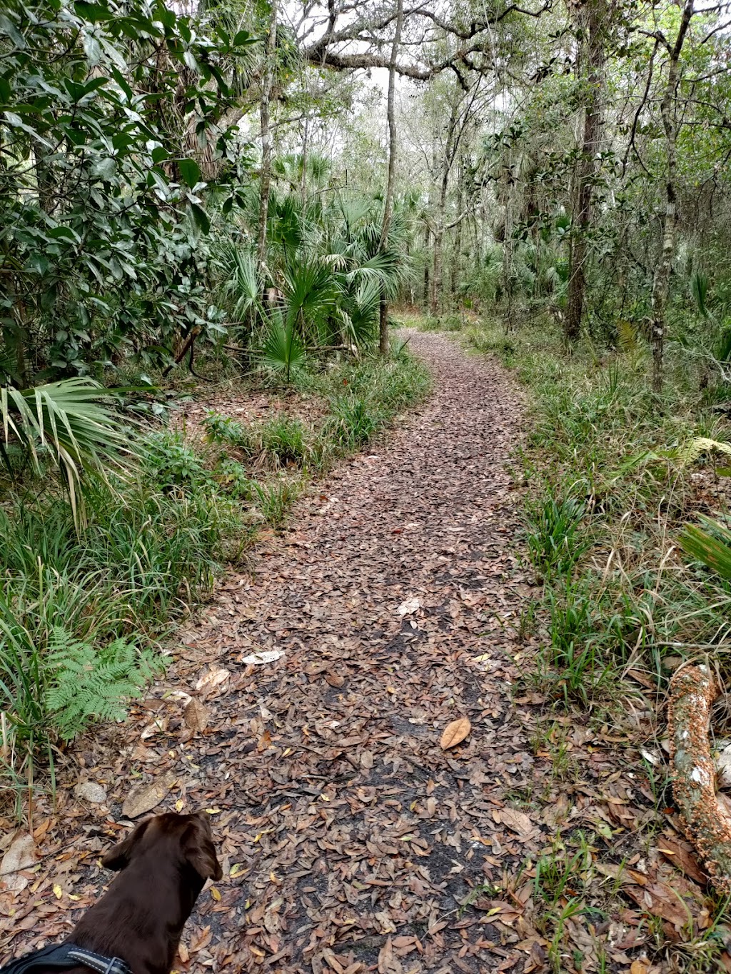 Werner-Boyce State Park Scenic Dr Trail Head | 10333 Scenic Dr, Port Richey, FL 34668, USA | Phone: (727) 816-1890